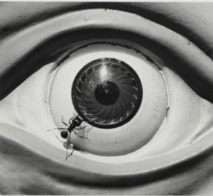 Untitled (eye with ants) 1988-89