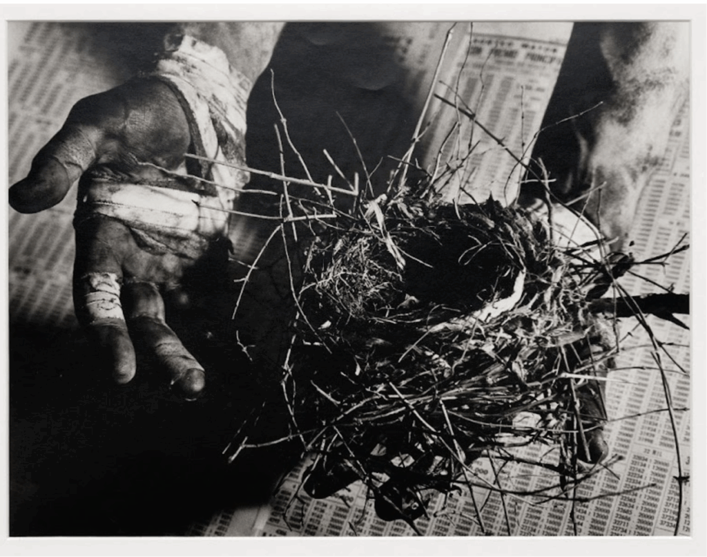 Untitled (man holding nest), 1988-89. Gelatin silver print, 67.3 x 77.5 cm, 26 1/2 x 30 1/2 in.