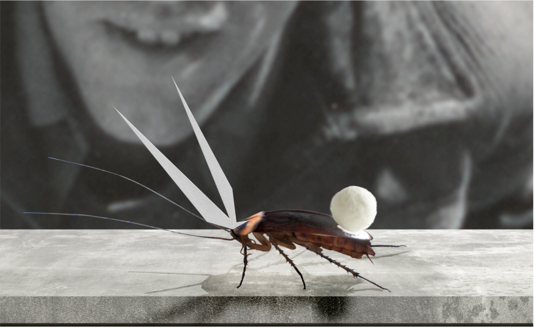 Sakarit Chankaew, Cock-a-bunny: a reimagined collage inspired by David Wojnarowicz’s whimsical transformation of cockroaches with bunny ears and cotton tail based on Peter Hujar contact sheet image , 1982.