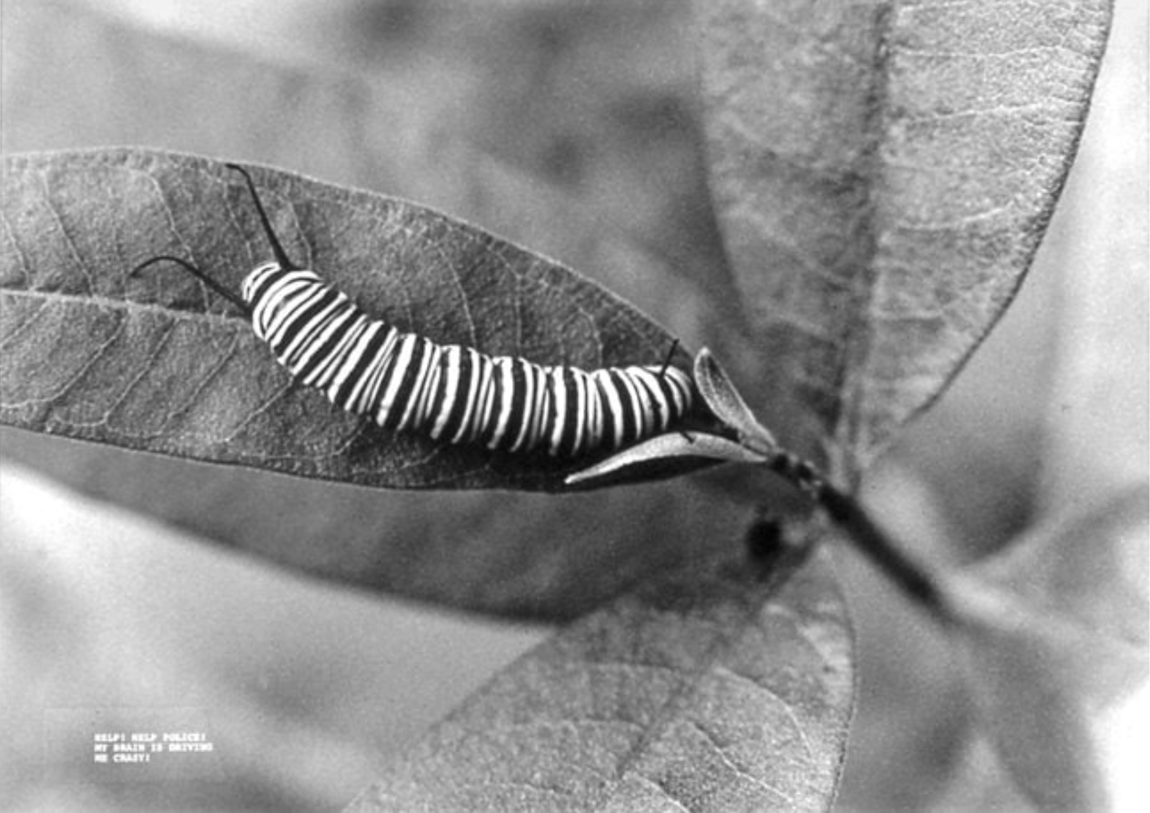 My Brain is Driving Me Crazy, 1990. Silver print, 22 3/4 x 27 ins.